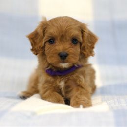 Chiffon - Red female Cavapoo puppy in Queen Creek, Arizona from Dulcito Doodles