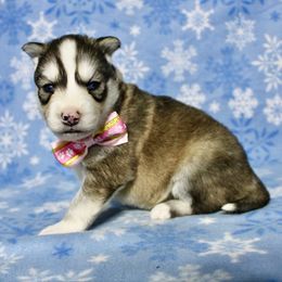 Flora(S6) - Gray and white female Siberian Husky puppy in Lunenburg, Vermont from SNOW WOOLY HUSKY
