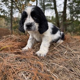 Green Lantern - Black and white male English Springer Spaniel puppy in Huntingdon, Pennsylvania from Indian Creek Springers and Doxies