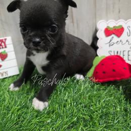 Smudge - Black and white female Chihuahua puppy in Bowdon, Georgia from Paschal's Pups