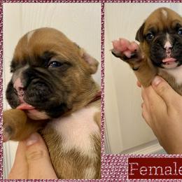 Maroon - 8th born - Fawn female Boxer puppy in Brownsville, Oregon from Vincent's Pride Boxers ~ Dudley's Dream Boxers