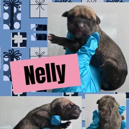 NELLY - Fawn female Great Dane puppy in Wellsville, New York from Prophecy Danes