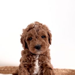 Goldendoodle Puppies from Indy Goldendoodles