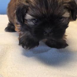 Jinu - Sable male Shih Tzu puppy in Mesa, Arizona from House of Zen Shihtzus