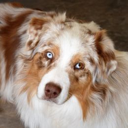 Jamie - Australian Shepherd