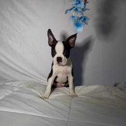 Deni - Black brindle and white male Boston Terrier puppy in London, Kentucky from Puppy Love