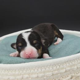 German Shepherd and Pembroke Welsh Corgi Puppies from J&R Shepherds & Corgis