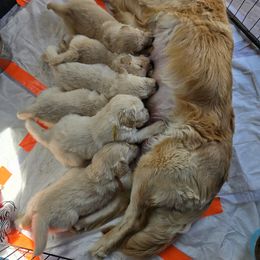 Golden Retriever Puppies from Sycamore Goldens