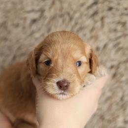 Light Blue - Caramel female Australian Labradoodle puppy in Williamstown, New York from Lewis Manor Labradoodles