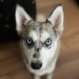 Wookie - Pomsky
