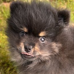 Pomeranian Puppies from Maine Pom’s