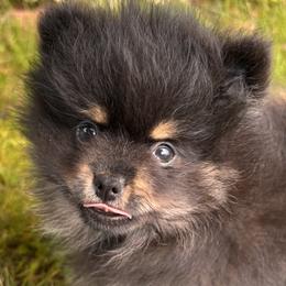 Pomeranian Puppies from Maine Pom’s