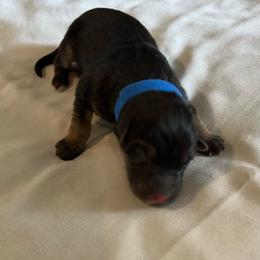 Boy 2-blue - Black and tan male German Shepherd puppy in Sharon Grove, Kentucky from Julie’s Shepherds