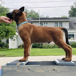 Belgian Malinois Puppies from Pyrex Kennels