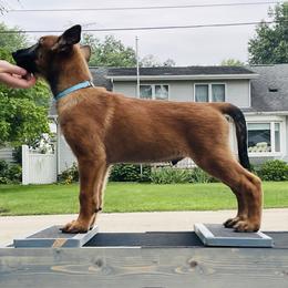 Belgian Malinois Puppies from Pyrex Kennels