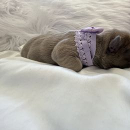 French Bulldog Puppies from Forever Friendchies