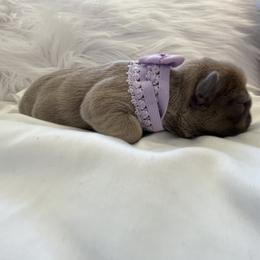 French Bulldog Puppies from Forever Friendchies