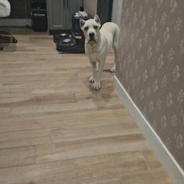 Sako - Fawn female Cane Corso puppy in Fritch, Texas from Carrie Brown's Cane Corsos