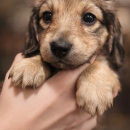 AKC Fiona - Wild boar female Dachshund puppy in White Cloud, Michigan from West Michigan Dachshund