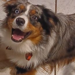 Australian Shepherds from Silver Springs Mini Aussies