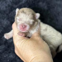 FENDI - Lavender female Pomeranian puppy in Kingwood, Texas from Treasured Jewels Pomeranians