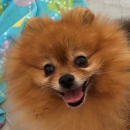 Anastasia - Pomeranian