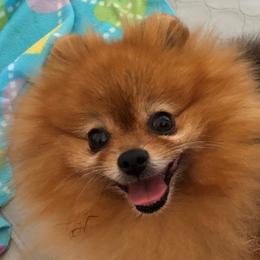 Anastasia - Pomeranian