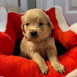 Brandy - Golden female Golden Retriever puppy in Seville, Ohio from Retriever Ranch
