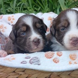 Australian Shepherds from Heart and Solberg Aussies