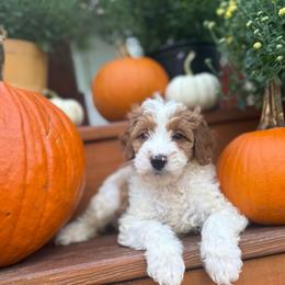 Spooky - Parti male Goldendoodle puppy in Jacksonville, Florida from Dandelion Doodles