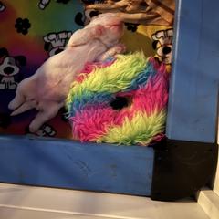 Clumber Spaniel Puppies from Briton Clumber Spaniels