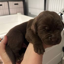 Light Pink Girl - Chocolate female Labrador Retriever puppy in Rock Hill, South Carolina from North Star Retrievers