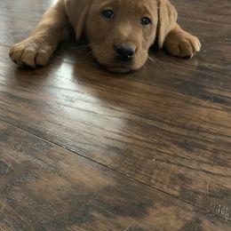 Labrador Retriever Puppies from Fire & Ice Labradors