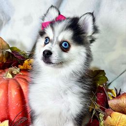 Ana - Black and white female Pomsky puppy in Rhome, Texas from TyeDye Kennels