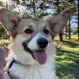 Rue - Pembroke Welsh Corgi