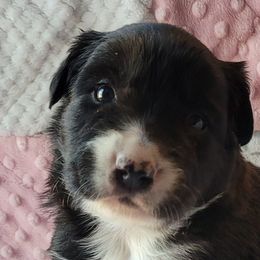 Border Collies from Kate Gresham
