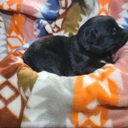 White Collar - Black female German Shepherd puppy in Cadet, Missouri from Working Valley Shepherds