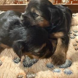 Yorkie - Blue and gold female Yorkshire Terrier puppy in Midland, Georgia from Shanequa's Yorkshire Terriers