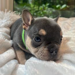 Shaggy - Blue male French Bulldog puppy in Salisbury, Maryland from 77 Frenchies Maryland