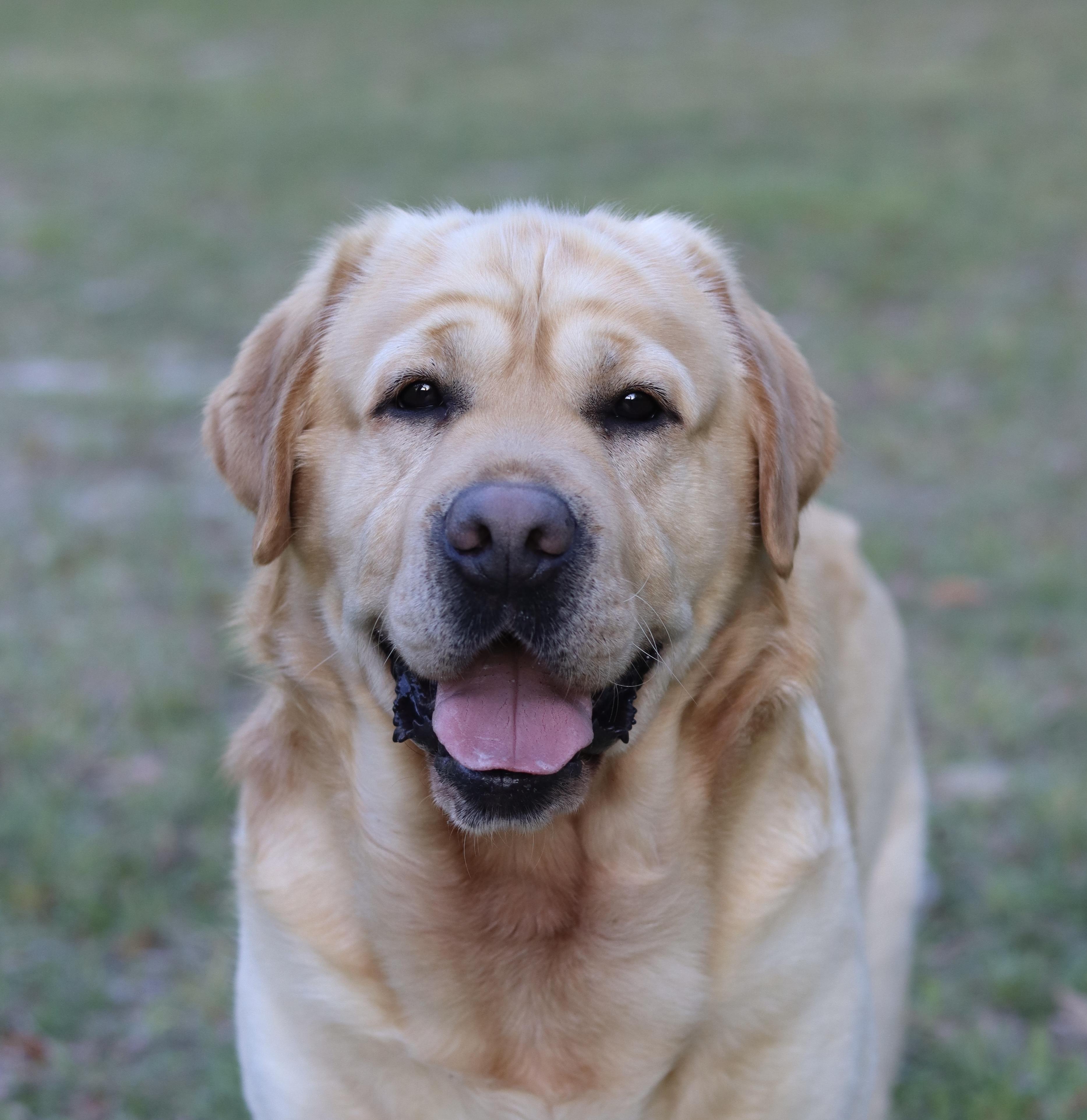 Royal K Labradors in Florida | Labrador Retriever puppies | Good Dog