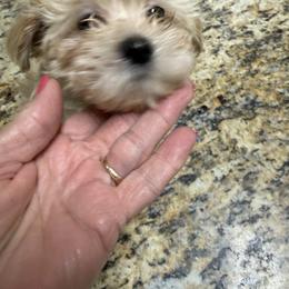 Lassie - Cream female Maltipoo puppy in Dade City, Florida from Watkins Maltipoo's