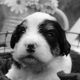 Bernedoodles from Blissful Bernedoodles