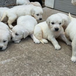 Moose - Golden Retriever puppy from Southern Belle's Puppies