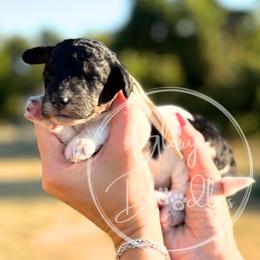 White - Black and white female Bernedoodle puppy in Rockwall, Texas from Glory Doodles