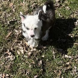 Sapphire - Sable female Chinese Crested puppy in Dresden, Ohio from JJ’s Pawz and Clawz
