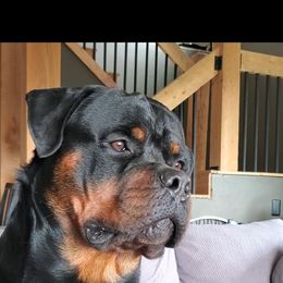 Rottweiler Puppies from Iron Clad Rottweiler