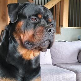 Rottweiler Puppies from Iron Clad Rottweiler