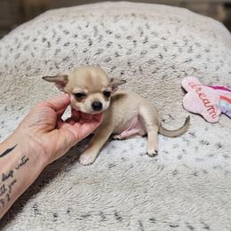 Winter - Fawn male Chihuahua puppy in Ligonier, Indiana from Country Charm Chihuahuas