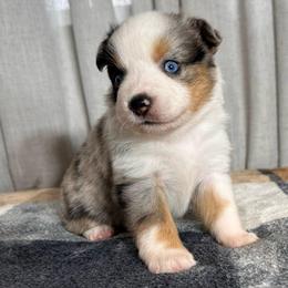 Boy 1 - Blue merle male Toy Australian Shepherd puppy in Sulphur, Louisiana from Triple J Aussies and Corgis