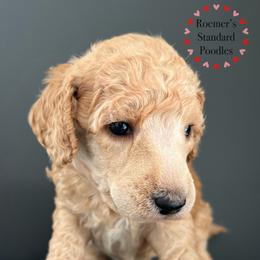 Poodle Puppies from Roemer’s Standard Poodles